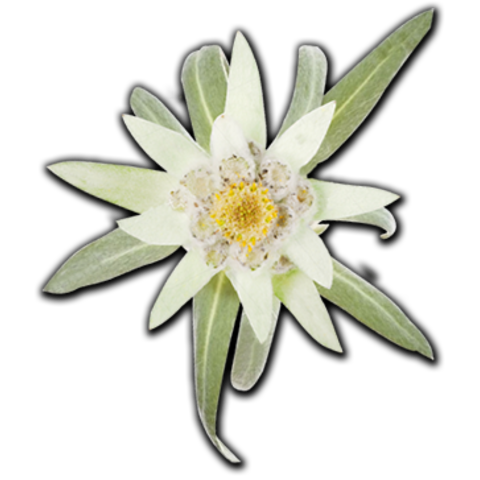 Botanica.science logo